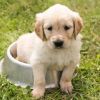 Kürbisöl für Hunde: Ihr gesundes Haustier