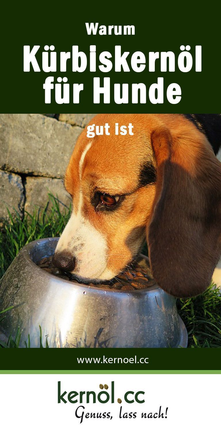 Kürbiskernöl für Hunde Ihr gesundes Haustier kernoel.cc
